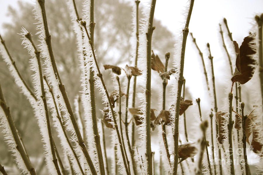 Hoarfrost Branches in Sepia Photograph by Carol Groenen