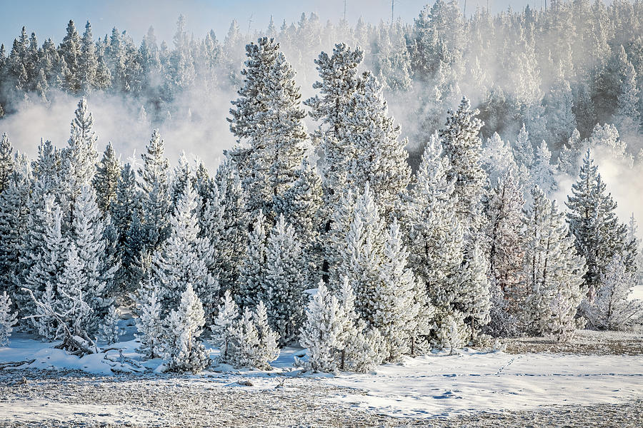 Hoarfrost Covered Forest - Yellowstone Photograph by Stuart Litoff