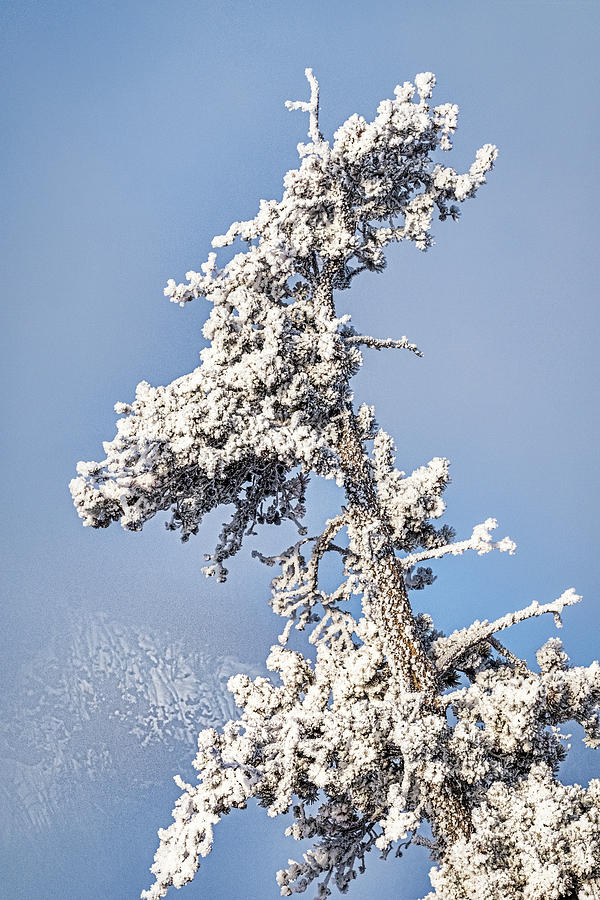 Hoarfrost Covered Tree - Yellowstone Photograph by Stuart Litoff