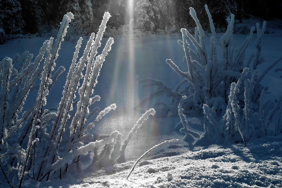 Hoarfrost Light  Photograph by Wes and Dotty Weber