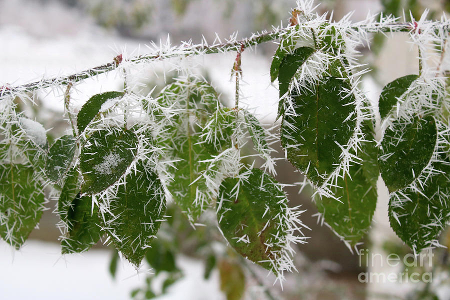 Hoarfrost on Green Leaves Photograph by Carol Groenen