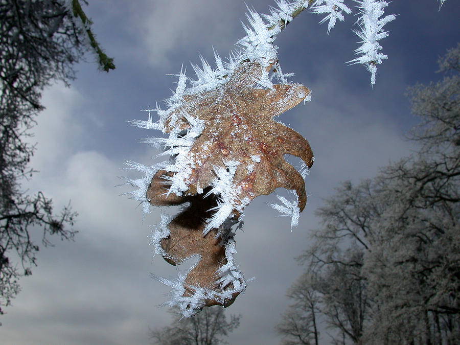 Oak Photograph - Hoarfrost On Oak Leaves by Patricia Whitaker Oak Photograph - Hoarfrost On Oak Leaves by Patricia Whitaker