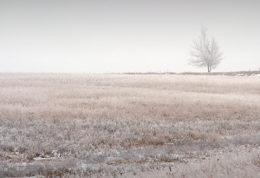 Hoarfrost Pasture Photograph by Fred Lassmann