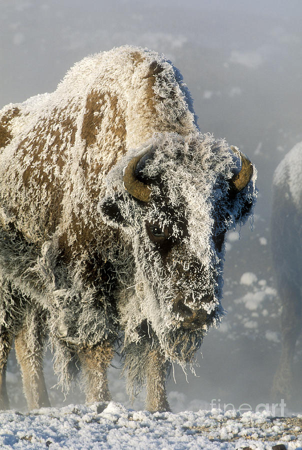 Hoarfrosted Bison in Yellowstone Photograph by Sandra Bronstein