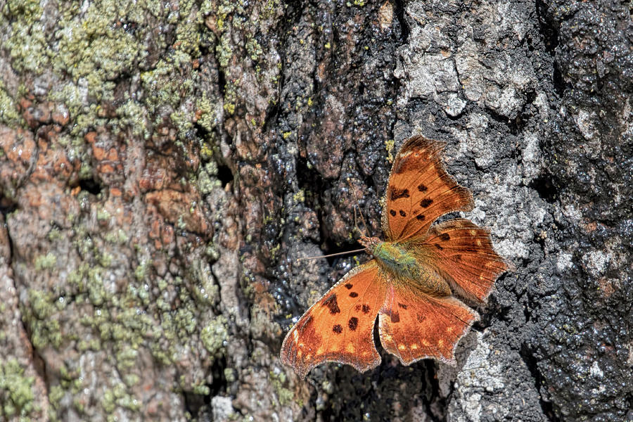 Hoary Comma Butterfly Photograph by Susan Rissi Tregoning