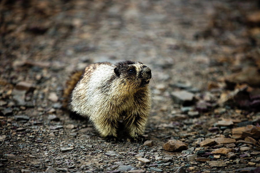 Hoary Marmot 01 Photograph by Josh Bryant