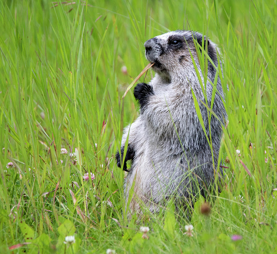 Hoary Marmot Photograph by Celine Pollard