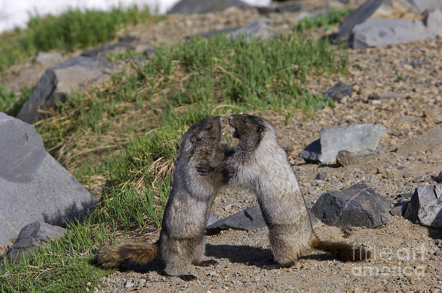 Mount Rainier National Park Photograph - Hoary Marmots by Thomas and Pat Leeson