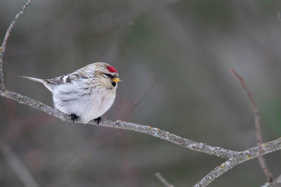 Hoary Redpoll Photograph by Brook Burling