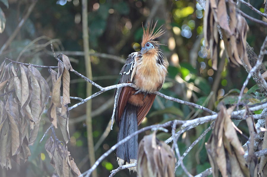 Hoatzin #2 Photograph by Jeff Chase - Fine Art America