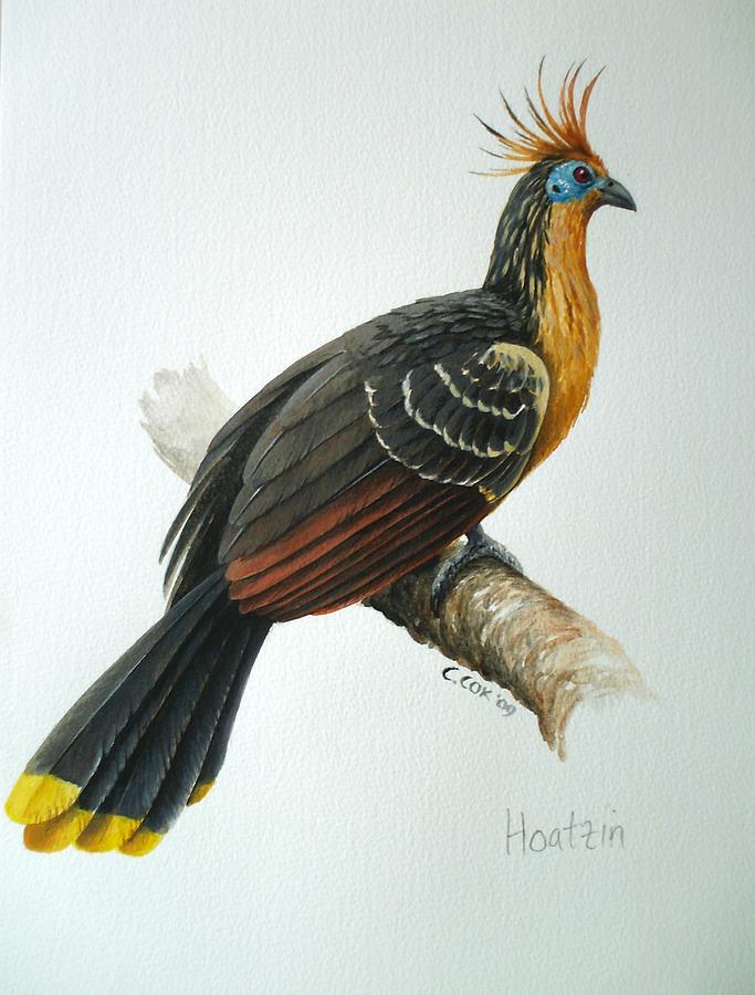 Hoatzin Painting by Christopher Cox
