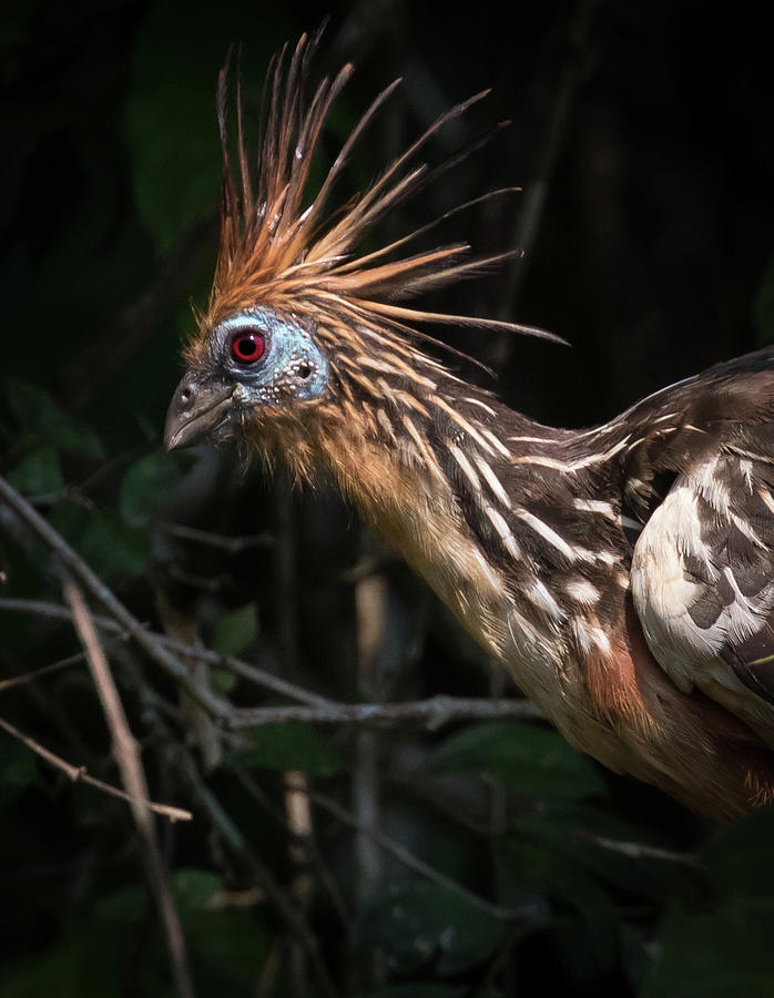 Hoatzin Photograph by Lee Alloway