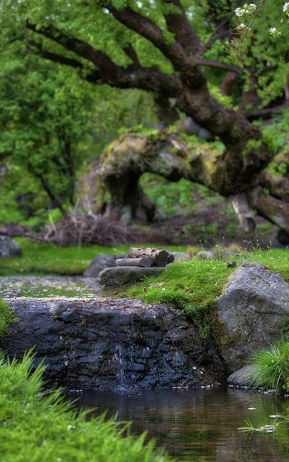 The Hobbit Photograph - Hobbit Garden by Amber Kresge