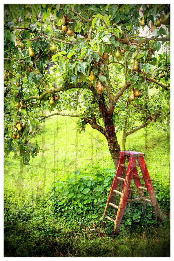 Hobbit Pear Tree Photograph by Kathryn McBride