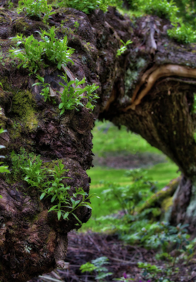 Hobbit Tree Photograph by Amber Kresge