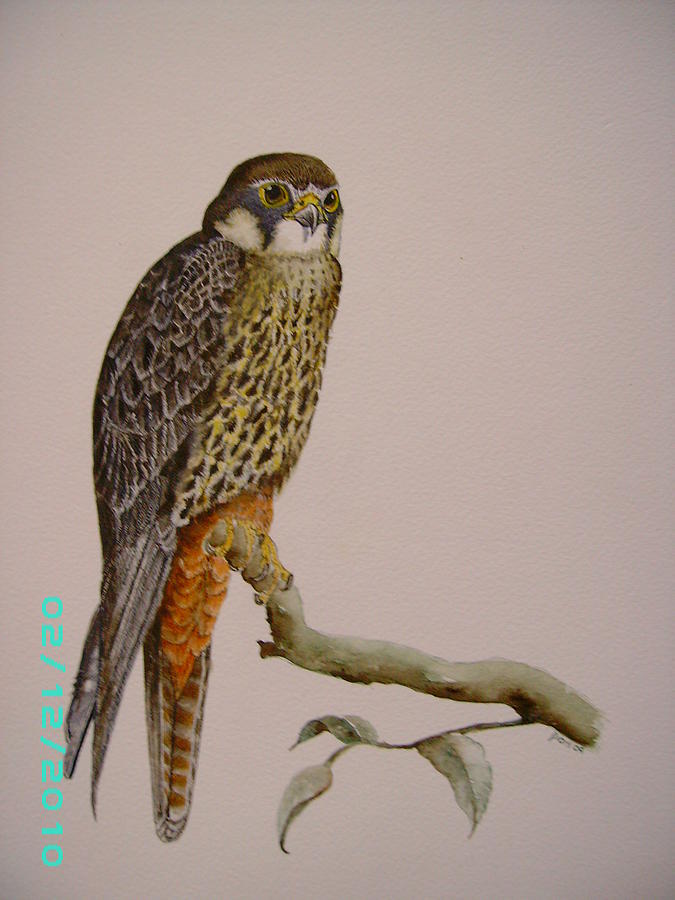 Hobby Falcon Painting by Dion Halliday - Pixels