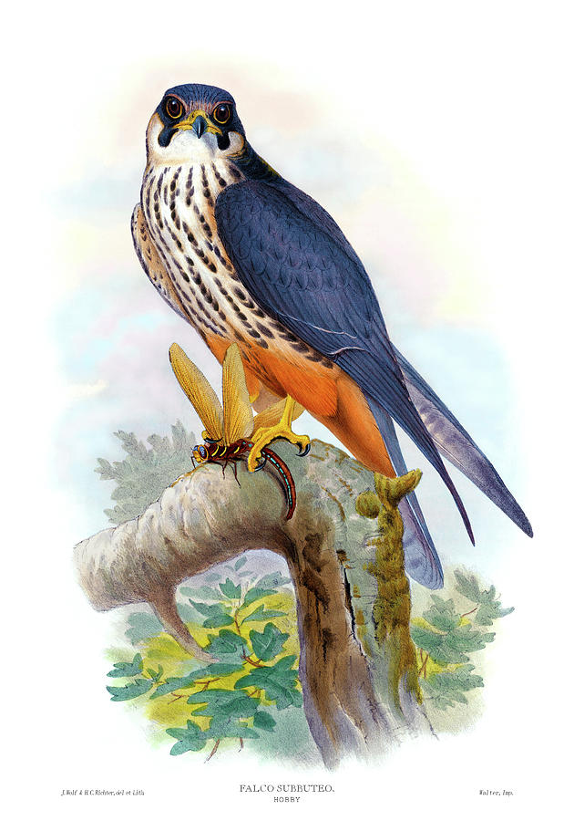 falcon bird painting