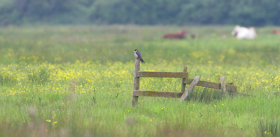 Hobby  Photograph by Pete Walkden