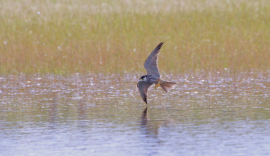 Hobby Skimming Water Photograph by Pete Walkden