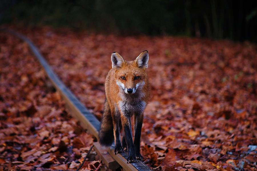 Fox Photograph - Hobo by Paul Mullin