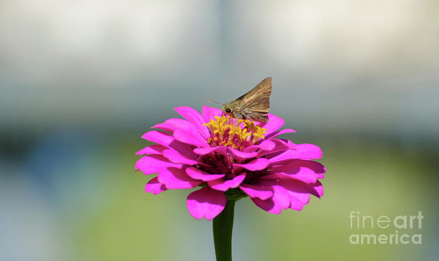 Hobomok Skipper Butterfly Photograph by Donna Brown