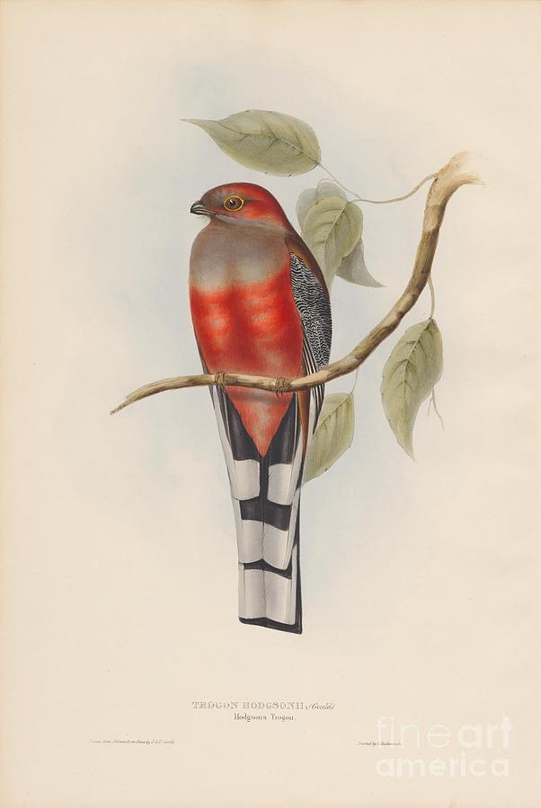 Hodgsons Trogon Painting by Celestial Images