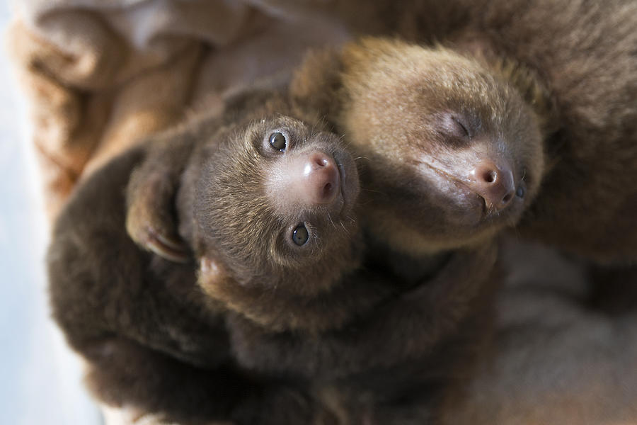 Mp Photograph - Hoffmanns Two-toed Sloth Orphans Hugging by Suzi Eszterhas