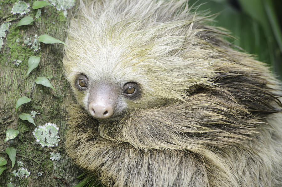 Hoffmans Two Toed Sloth Photograph By Thomas Chamberlin