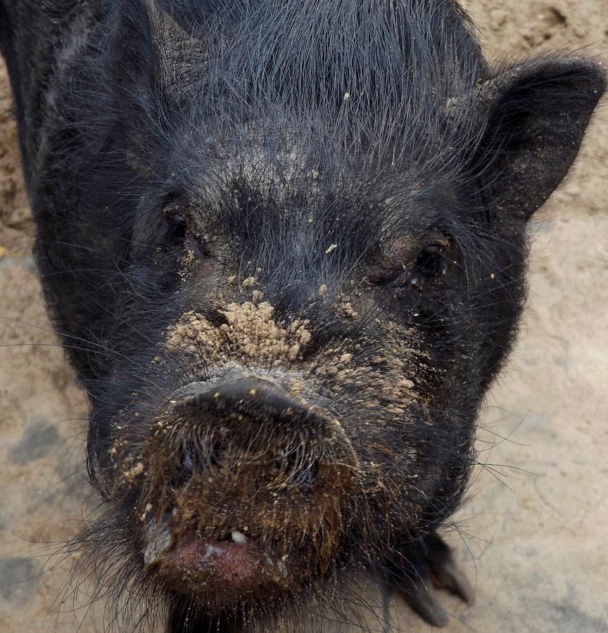 Hog Face Photograph by Julie Pappas