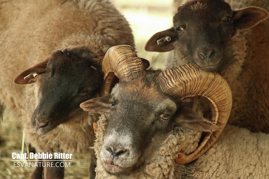 Mount Vernon Photograph - Hog Island Sheep 8384 by Captain Debbie Ritter