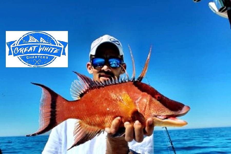 hogfish snapper