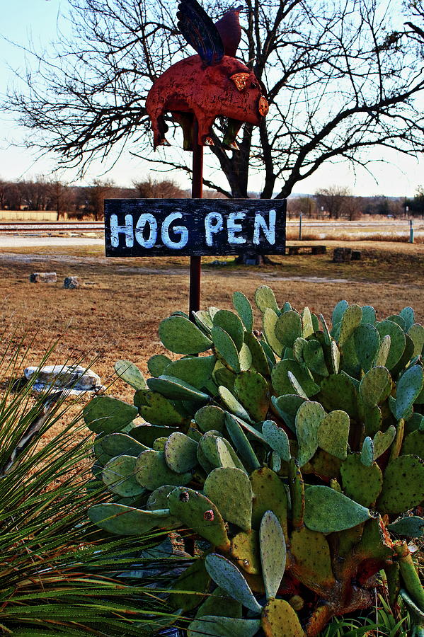 Hog Pen Photograph by Daniel Koglin