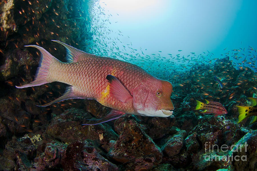 Hogfish - Galapagos Photograph by Dave Fleetham - Printscapes