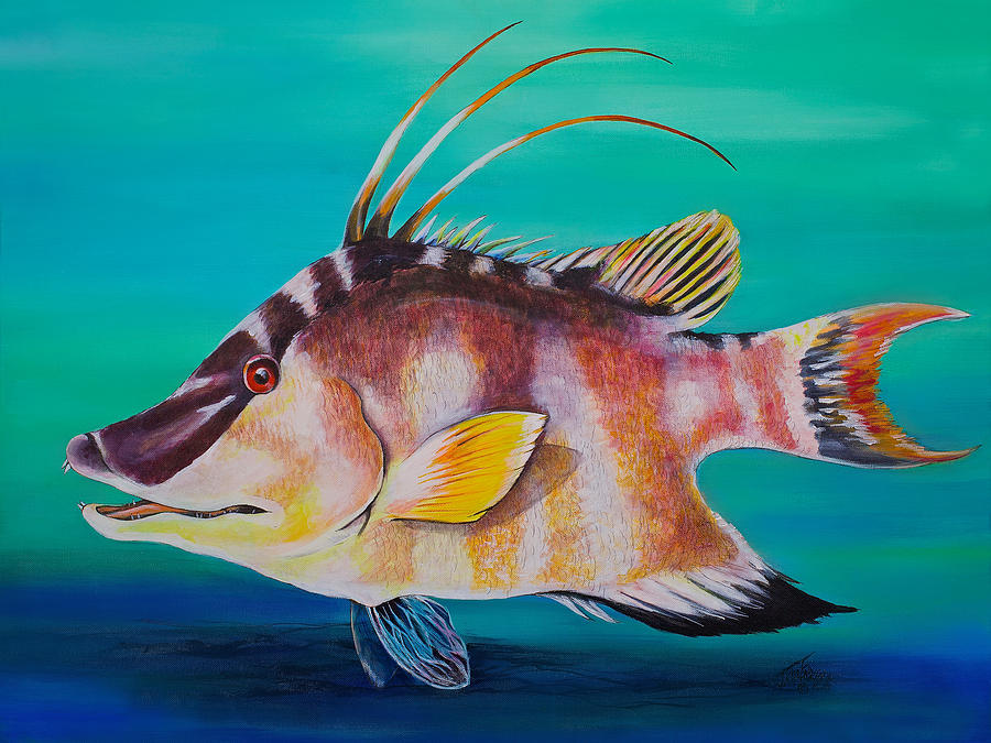 Hogfish Painting by Jacqueline Endlich