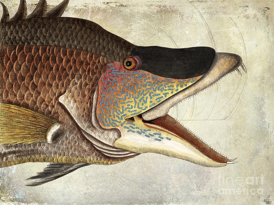 Fish Photograph - Hogfish Snapper by Jon Neidert