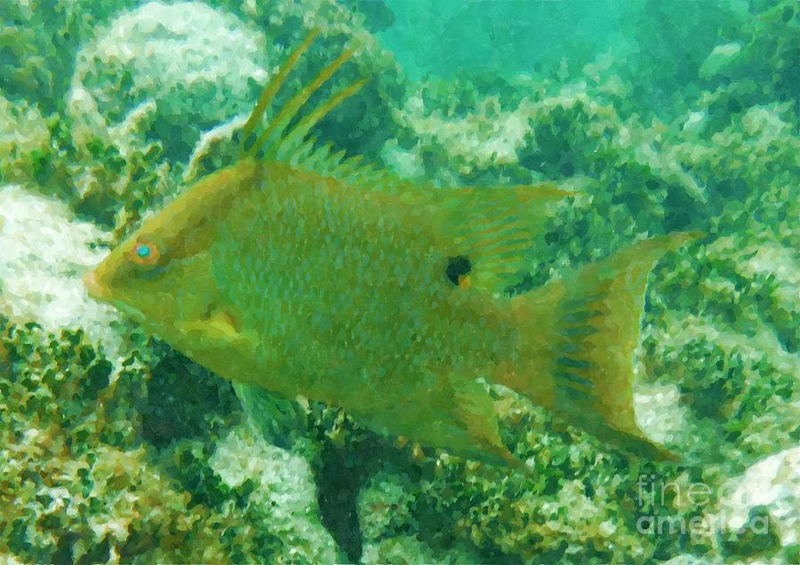 Hogfish Snapper Watercolor Photograph