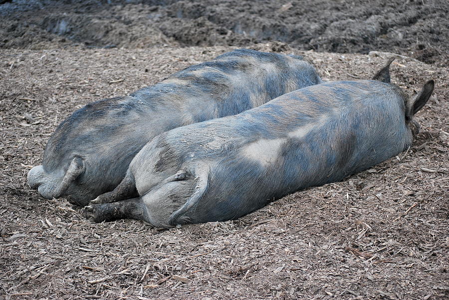 Pig Photograph - Hogs sleeping. by Oscar Williams