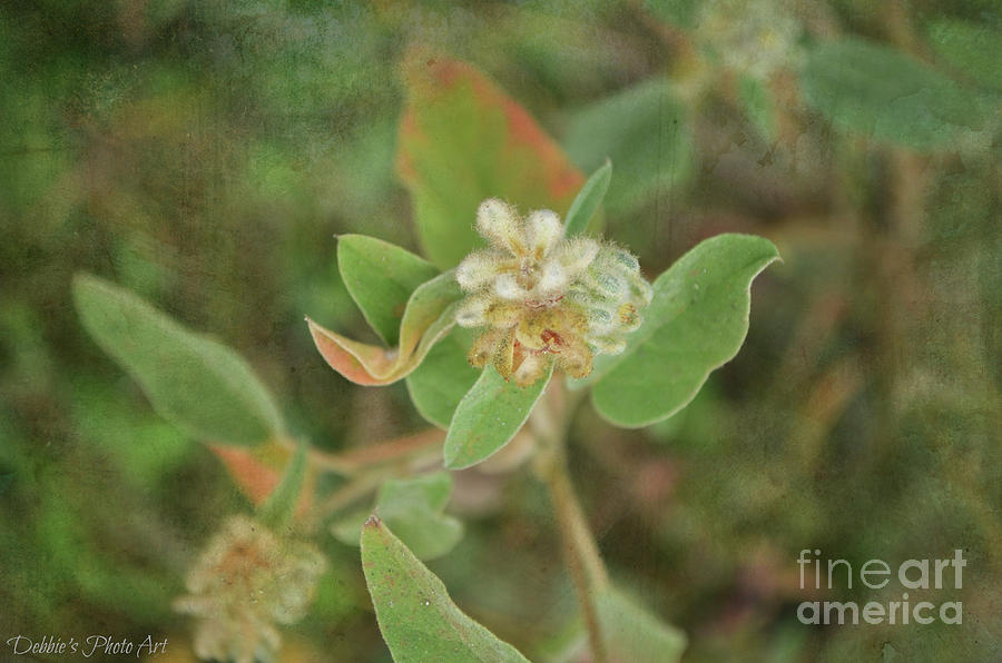 Nature Photograph - Hogwort Plant in Bloom by Debbie Portwood