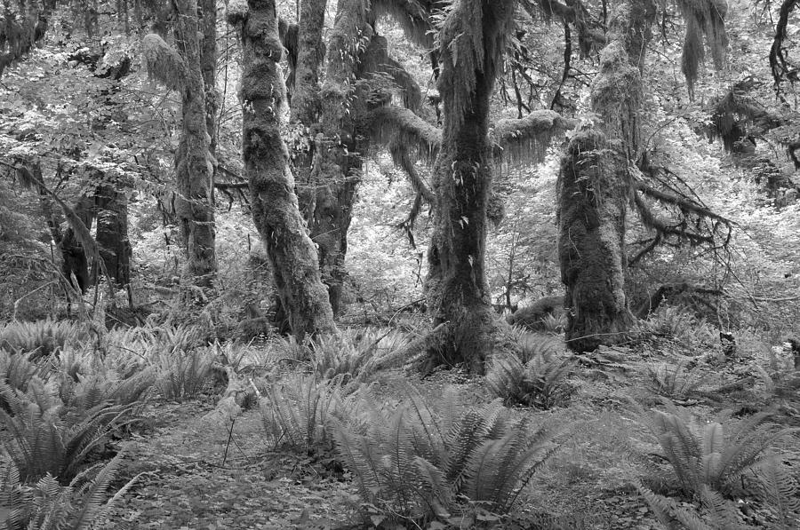 Hoh Rain Forest 3371 Photograph by Bob Neiman - Fine Art America