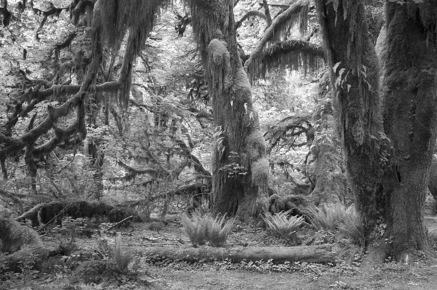 Tree Photograph - Hoh Rain Forest 3381 by Bob Neiman