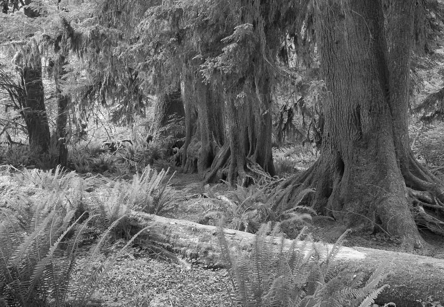 Hoh Rain Forest 3429 Photograph by Bob Neiman - Fine Art America