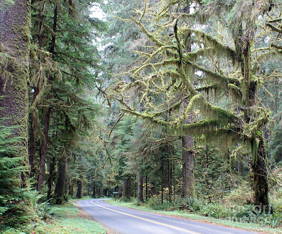 Tree Photograph - Hoh Rain forest Road by Rex E Ater