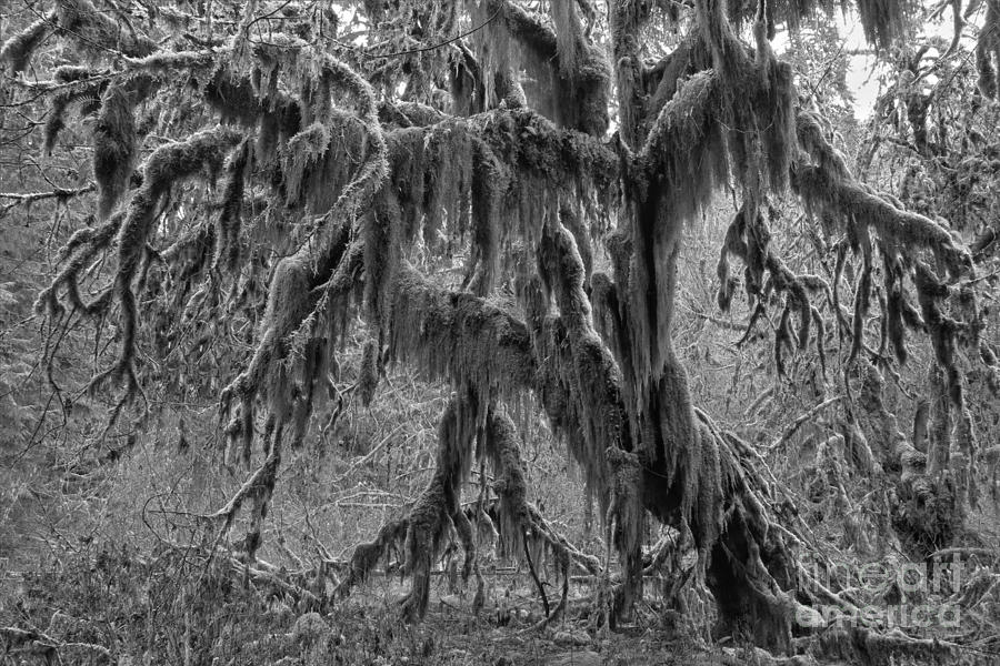 Hoh Rainforest Black And White Photograph by Adam Jewell