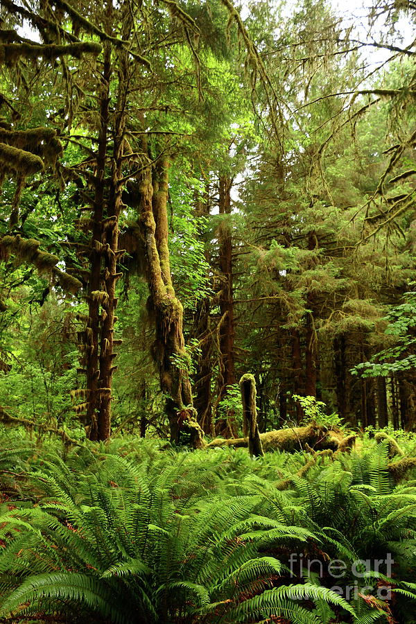 Hoh Rainforest Photograph by Christiane Schulze Art And Photography
