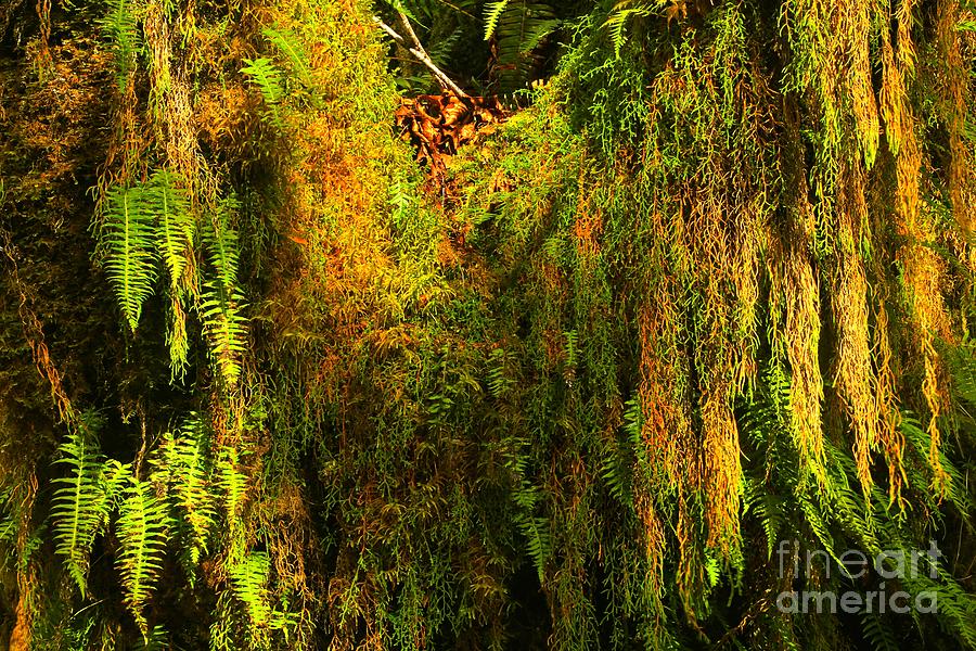 Hoh Rainforest Hanging Gardens Photograph by Adam Jewell