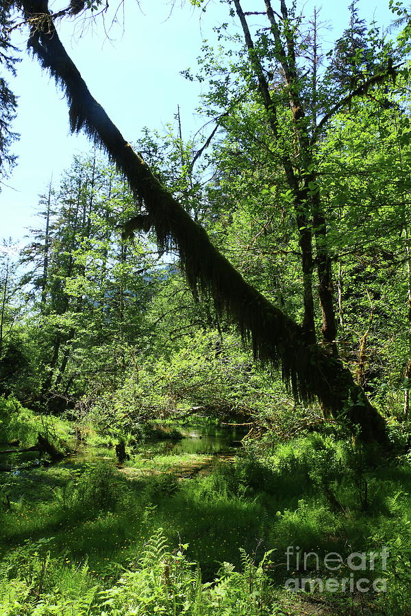 Hoh Rainforest Tones Photograph by Christiane Schulze Art And Photography