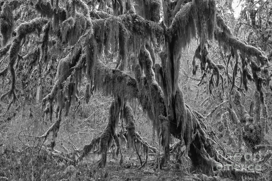 Hoh Rainforest Tree Black And White Photograph by Adam Jewell