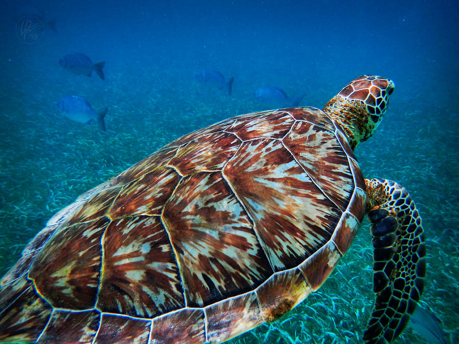 Hol Chan Sea Turtle 001 Photograph by Lance Vaughn