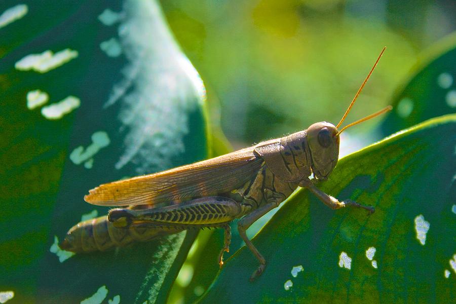 Holbrook Grasshopper Photograph by Polly Castor