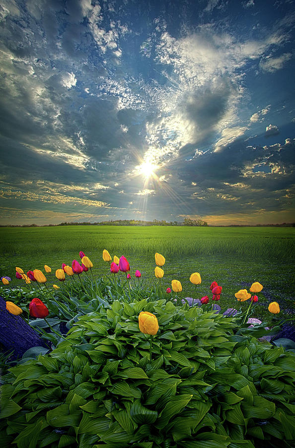 Hold Fast What Is Good Photograph by Phil Koch